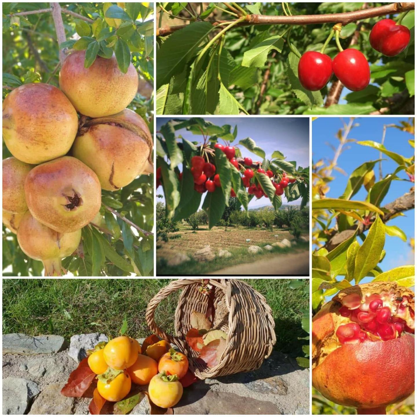 San Benedetto Ullano Agri Art 빌라 외부 사진