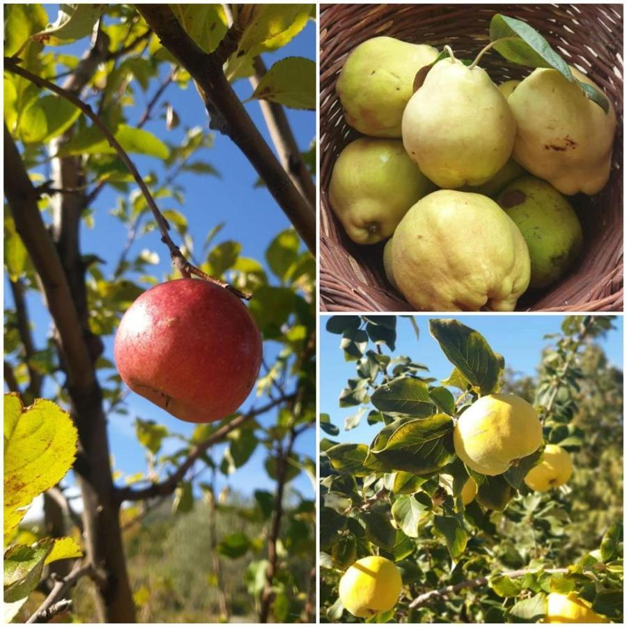 San Benedetto Ullano Agri Art 빌라 외부 사진