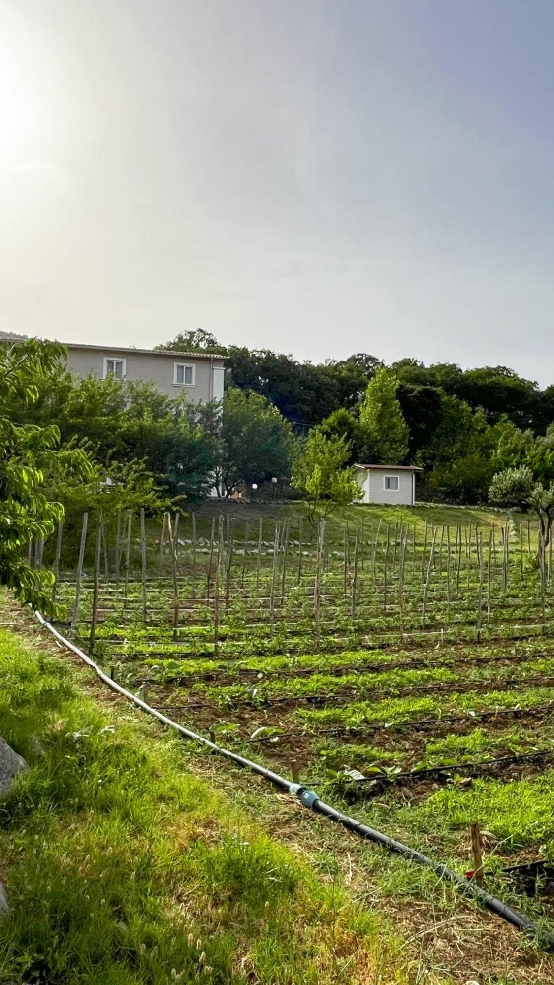 San Benedetto Ullano Agri Art 빌라 외부 사진
